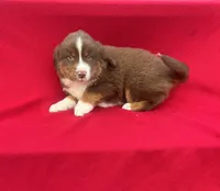 Lucy, a female Miniature Australian Shepherd for sale in Wooster, OH – Photo 2 of 6