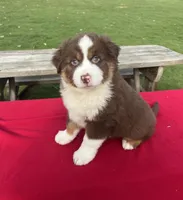 Daisy, a female Miniature Australian Shepherd for sale in Wooster, OH – Photo 4 of 5