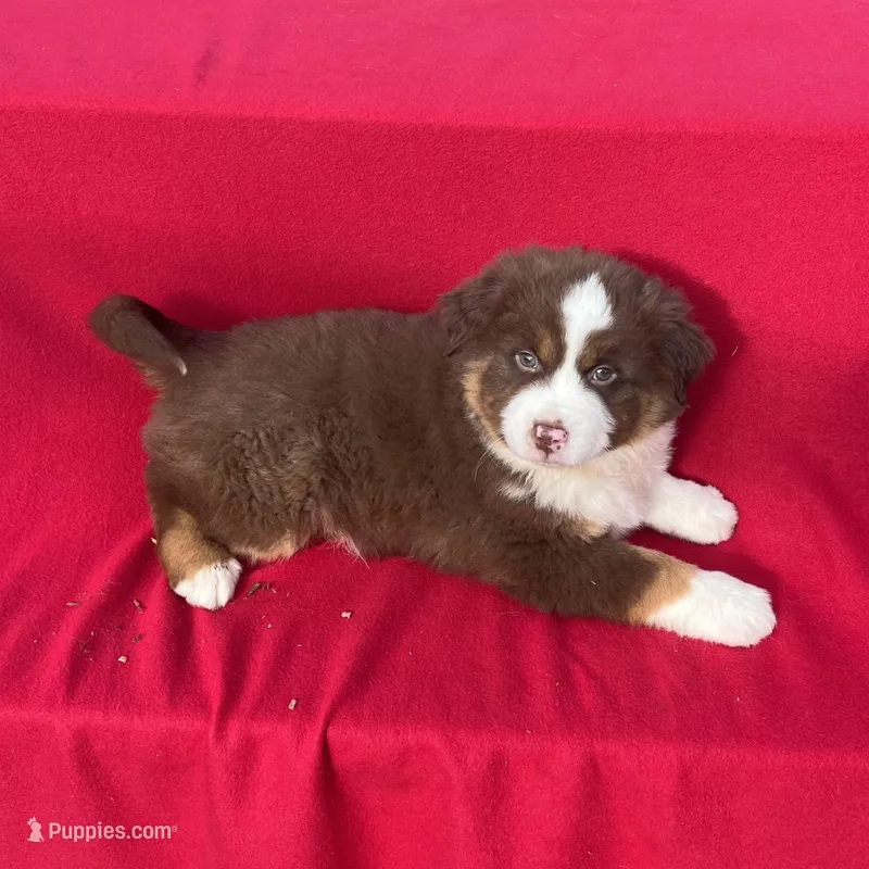 Daisy – Miniature Australian Shepherd puppy for sale in Wooster, OH