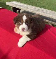 Daisy, a female Miniature Australian Shepherd for sale in Wooster, OH – Photo 3 of 5