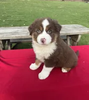 Daisy, a female Miniature Australian Shepherd for sale in Wooster, OH – Photo 5 of 5