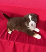 Daisy, a female Miniature Australian Shepherd for sale in Wooster, OH – Photo 2 of 5