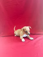 Peanut , a male Chihuahua for sale in Wooster, OH – 3 of 3