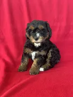 Callie, a female Cavapoo for sale in Wooster, OH – 4 of 5