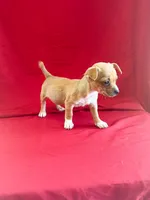 Peanut , a male Chihuahua for sale in Wooster, OH – 2 of 3
