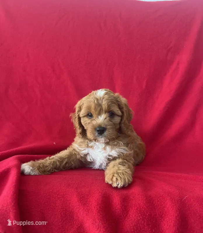Mocha  – Cavapoo puppy for sale in Wooster, OH