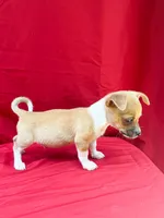 Teddy, a male Chihuahua for sale in Wooster, OH – 4 of 5