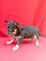 Daisy, a female Chihuahua for sale in Wooster, OH – 2 of 4