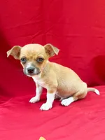 Teddy, a male Chihuahua for sale in Wooster, OH – 3 of 5