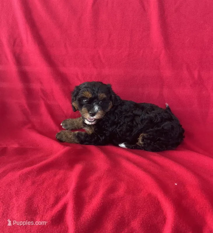 Callie – Cavapoo puppy for sale in Wooster, OH