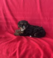 Callie, a female Cavapoo for sale in Wooster, OH – 1 of 5