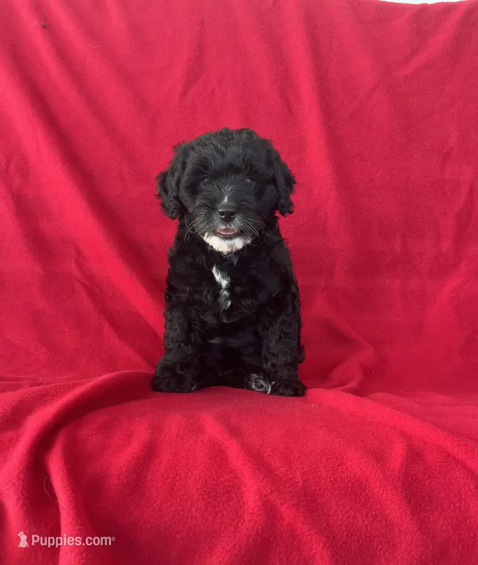 Misty – Cavapoo puppy for sale in Wooster, OH