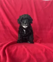 Misty, a female Cavapoo for sale in Wooster, OH – 1 of 5