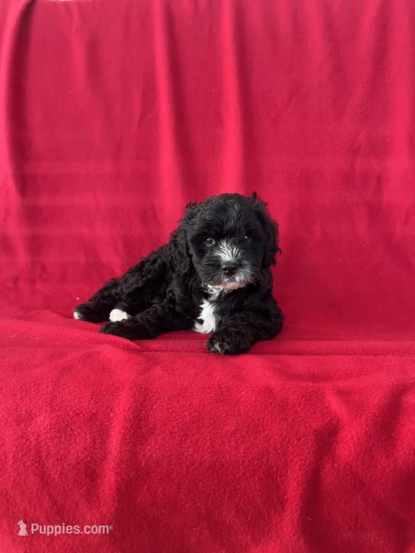 Sparkle – Cavapoo puppy for sale in Wooster, OH