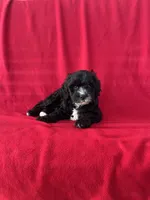 Sparkle, a male Cavapoo for sale in Wooster, OH – 1 of 5