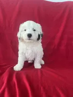 Spotty , a male Cavapoo for sale in Wooster, OH – 3 of 4