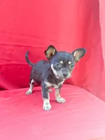 Daisy, a female Chihuahua for sale in Wooster, OH – 1 of 4