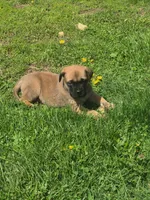 Daisy, a female English Mastiff for sale in Wooster, OH – Photo 1 of 5