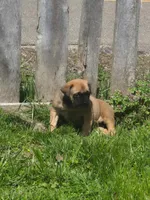 Daisy, a female English Mastiff for sale in Wooster, OH – Photo 4 of 5
