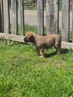 Daisy, a female English Mastiff for sale in Wooster, OH – Photo 2 of 5