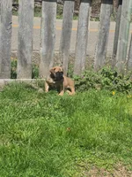 Daisy, a female English Mastiff for sale in Wooster, OH – Photo 5 of 5