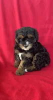 Callie, a female Cavapoo for sale in Wooster, OH – 2 of 5