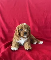 Mocha , a male Cavapoo for sale in Wooster, OH – 4 of 5