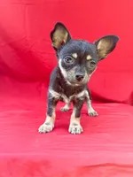 Daisy, a female Chihuahua for sale in Wooster, OH – 4 of 4