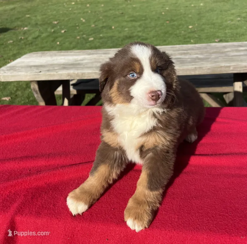 Lily – Miniature Australian Shepherd puppy for sale in Wooster, OH