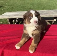 Lily, a female Miniature Australian Shepherd for sale in Wooster, OH – Photo 5 of 5