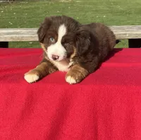 Lily, a female Miniature Australian Shepherd for sale in Wooster, OH – Photo 2 of 5