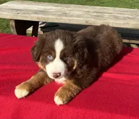 Lily, a female Miniature Australian Shepherd for sale in Wooster, OH – Photo 3 of 5
