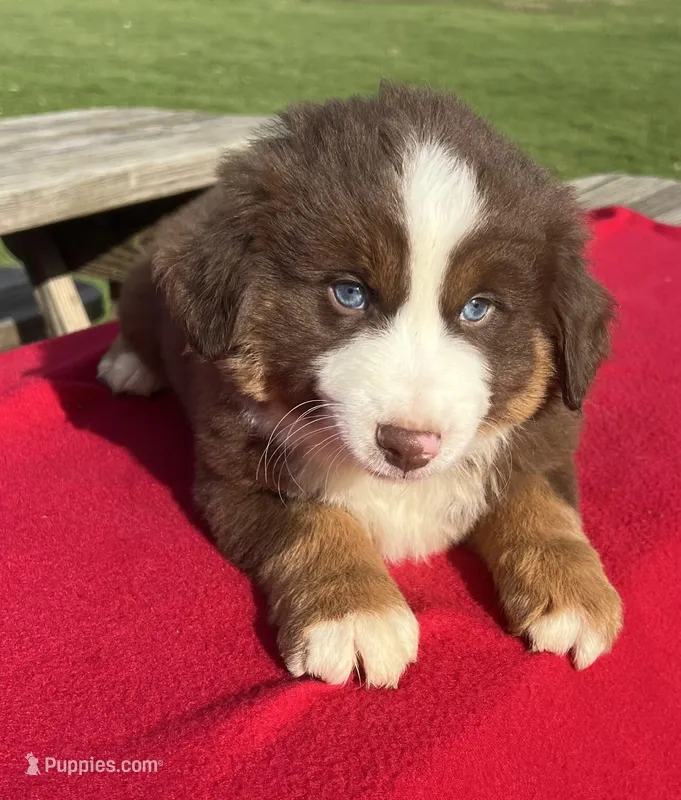 Lily – Miniature Australian Shepherd puppy for sale in Wooster, OH