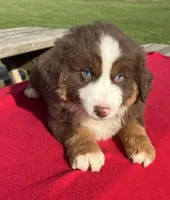 Lily, a female Miniature Australian Shepherd for sale in Wooster, OH – Photo 1 of 5