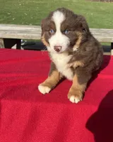 Lily, a female Miniature Australian Shepherd for sale in Wooster, OH – Photo 4 of 5