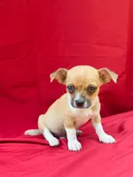 Teddy, a male Chihuahua for sale in Wooster, OH – 2 of 5