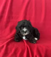 Sparkle, a male Cavapoo for sale in Wooster, OH – 3 of 5