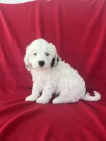 Spotty , a male Cavapoo for sale in Wooster, OH – 1 of 4