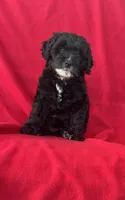 Misty, a female Cavapoo for sale in Wooster, OH – 4 of 5