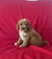 Mocha , a male Cavapoo for sale in Wooster, OH – 3 of 5