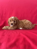 Mocha , a male Cavapoo for sale in Wooster, OH – 2 of 5
