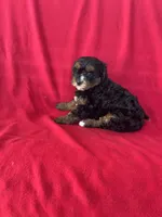 Callie, a female Cavapoo for sale in Wooster, OH – 3 of 5