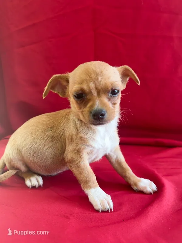 Peanut  – Chihuahua puppy for sale in Wooster, OH