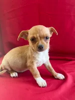 Peanut , a male Chihuahua for sale in Wooster, OH – 1 of 3