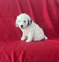 Spotty , a male Cavapoo for sale in Wooster, OH – 2 of 4