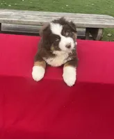 Charlie, a male Miniature Australian Shepherd for sale in Wooster, OH – Photo 4 of 5