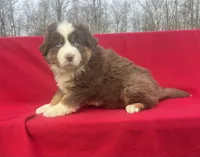 Charlie, a male Miniature Australian Shepherd for sale in Wooster, OH – Photo 3 of 5