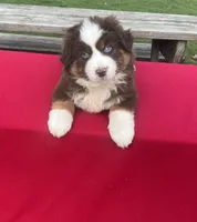 Charlie, a male Miniature Australian Shepherd for sale in Wooster, OH – Photo 1 of 5