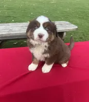 Charlie, a male Miniature Australian Shepherd for sale in Wooster, OH – Photo 5 of 5