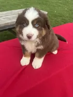 Charlie, a male Miniature Australian Shepherd for sale in Wooster, OH – Photo 2 of 5